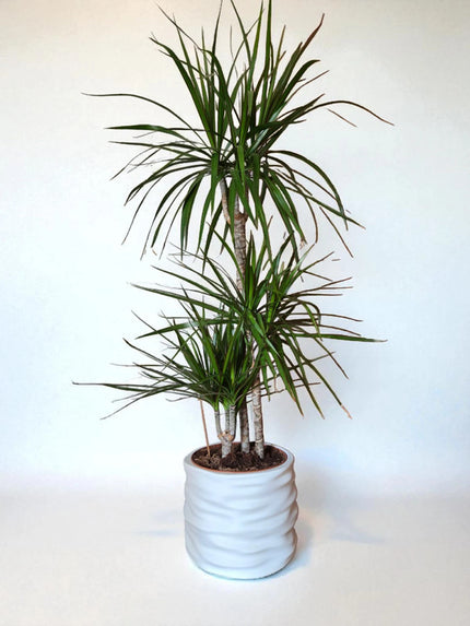 Nerf Brut – Cache-pot carré en PLA mat with a green plant, showcasing modern and minimalist design.